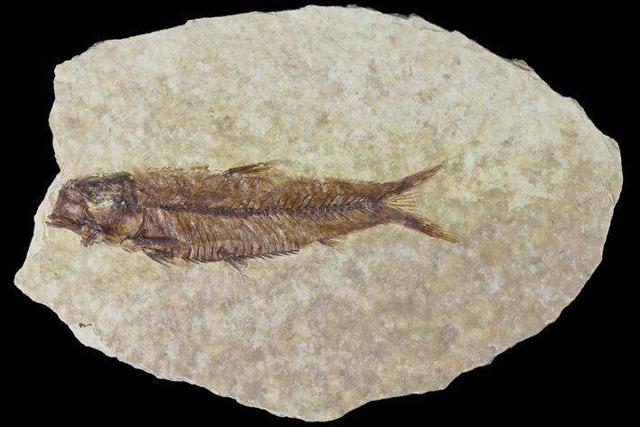 Fossil Fish (Knightia) With Floating Frame Case #181677